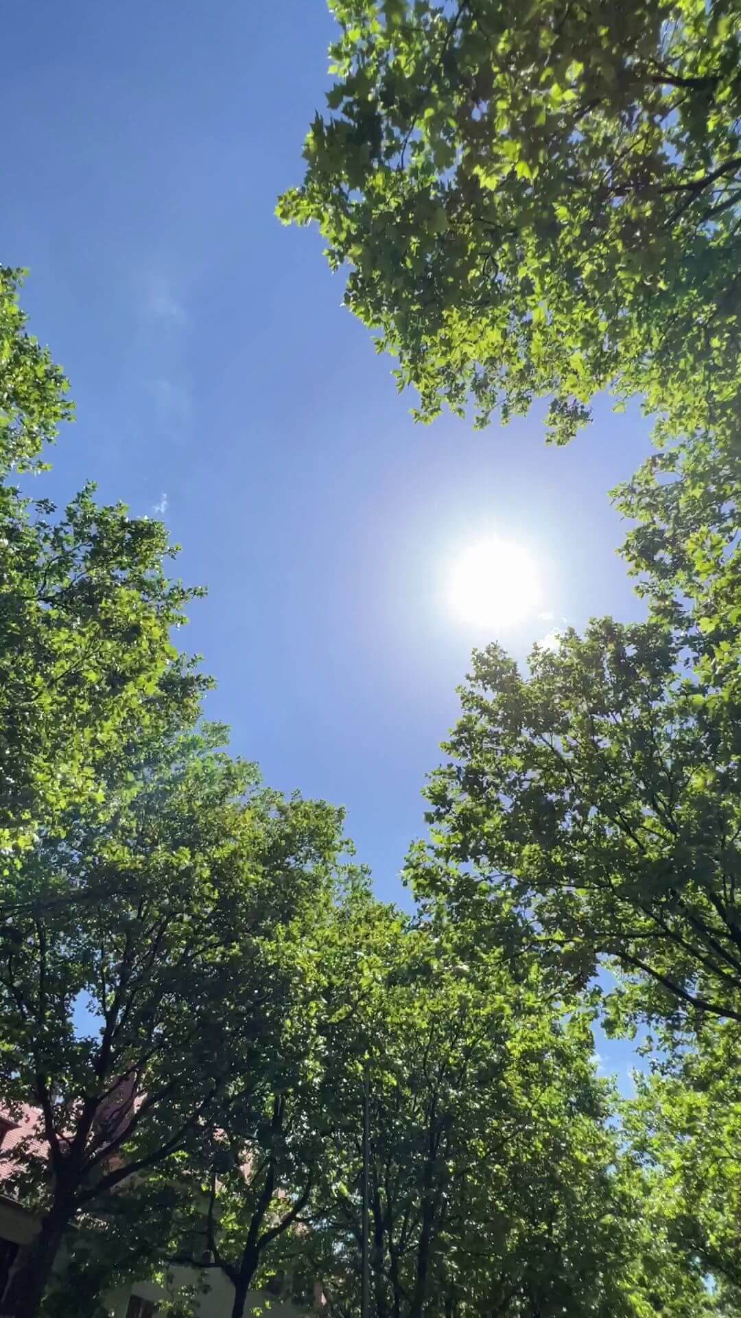 Blick durch die Blätter der Platanenallee beim Neubauprojekt Van B in Schwabing