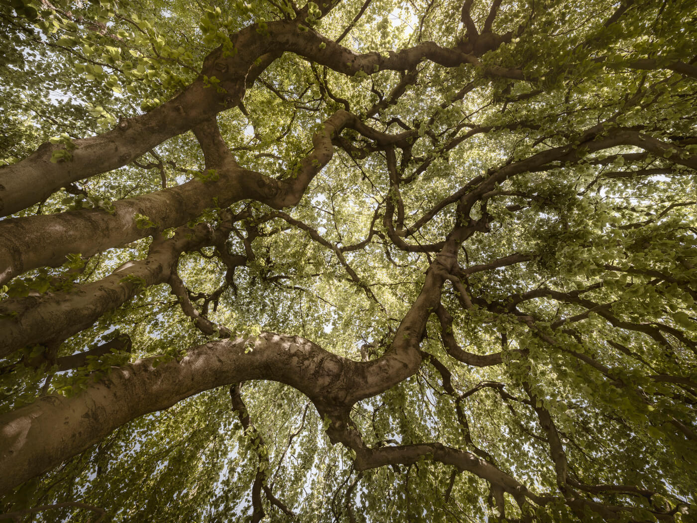 Baumkronen im Sonnenlicht nahe dem Neubauprojekt Haus Claude in Untergiesing.