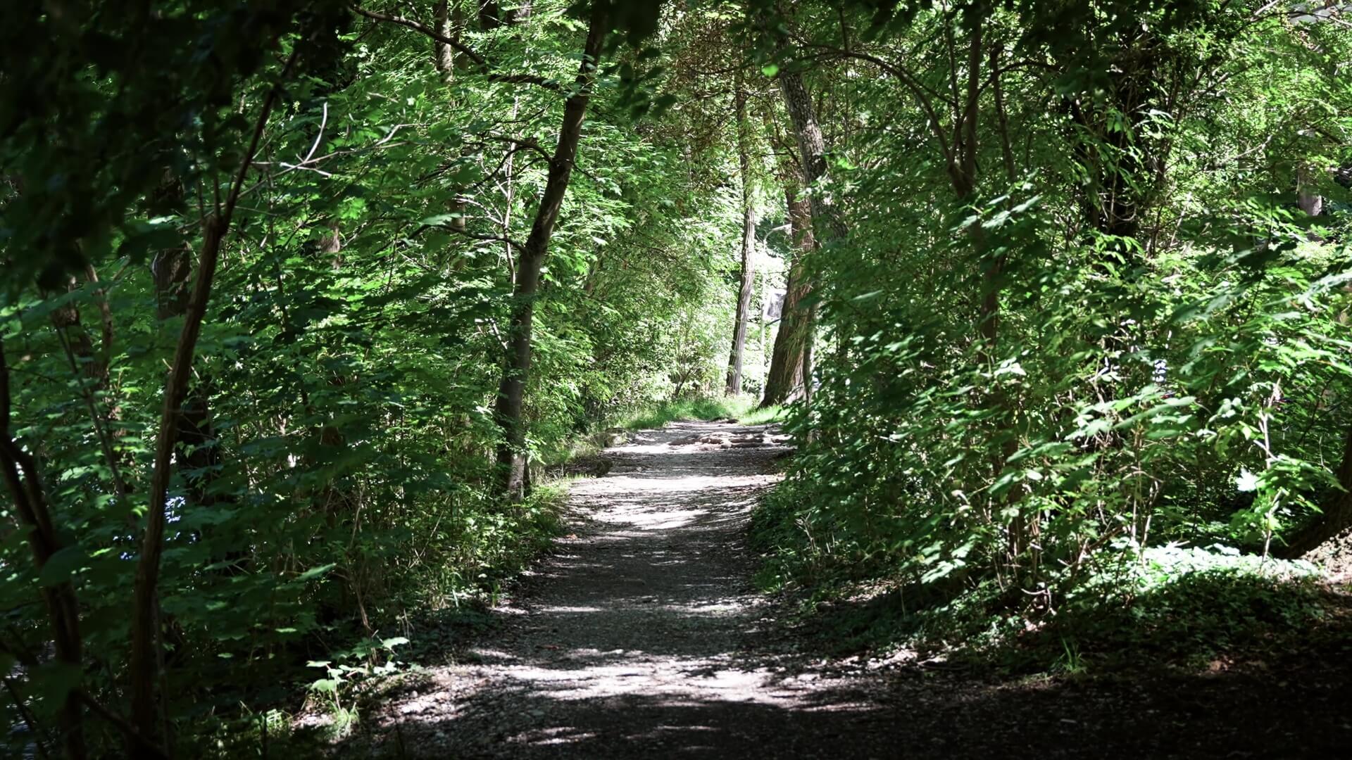 Waldweg zwischen Bäumen und Sträuchern