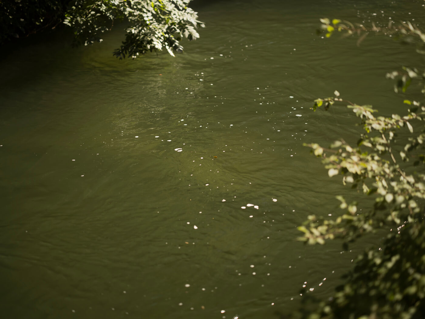 Nahaufnahme der Isar mit grünem Wasser und Uferbewuchs in Untergiesing, natürliche Umgebung des Neubauprojekts Haus Claude