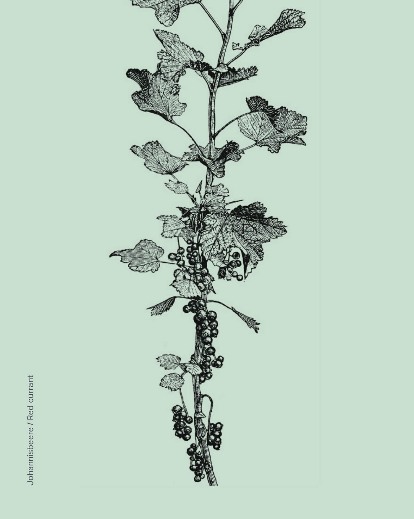 Die Pflanzplanung von VINZENT ist vielfältig.