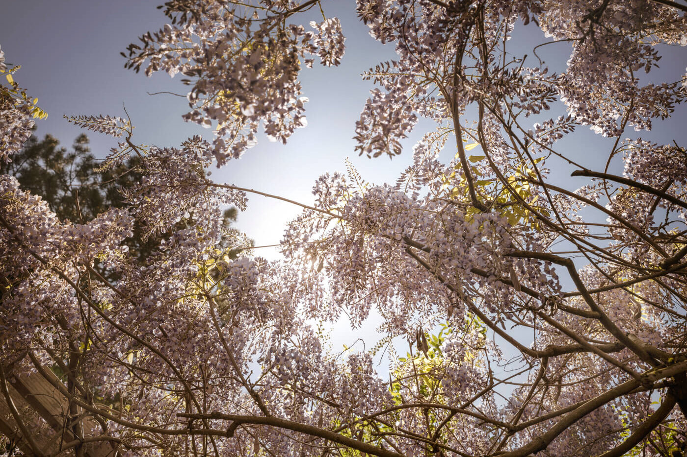 Blühender Blauregen im Sonnenlicht nahe des Neubauprojekts Haus Claude.