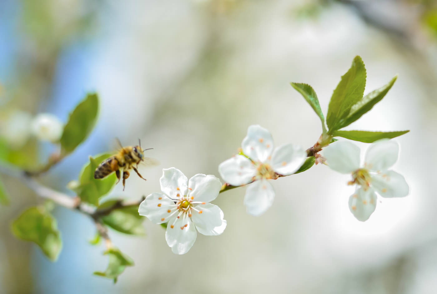 Die Pflanzenvielfalt bei VINZENT schafft Lebensraum für viele Tierarten